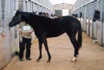 ���������� (GALLOPING JOY) ����