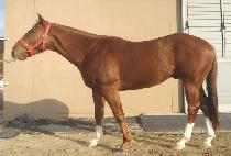 ��ÿ������ (ACCELERANDO) ����