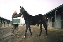 ���� (EVA) ����