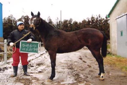 �ų�����Ƽ ����