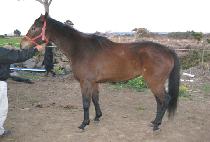 ���н� (MUPAESEUNG) ����