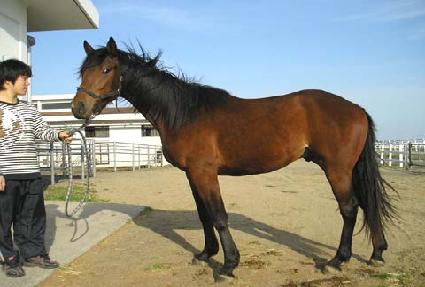 ������ ����