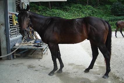 ����Ƽ ����