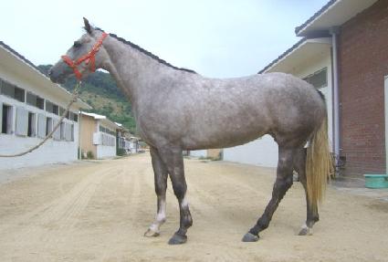 ��ȣ�Ǳ�ȸ ����