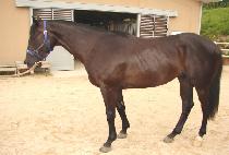 ����Ʈè�� (PERFECT CHAMP) ����