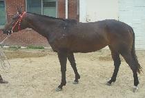 Ȱ�� (HWALLYEOK) ����