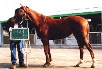 �¾��ǲ� (TAEYANGUIKKUM) ����