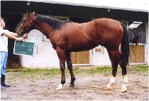 ����Ʈǻ�� (BEST FUSION) ����