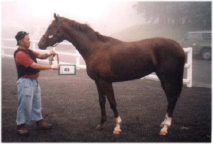 �����÷��̾� ����