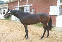 �ΰ��ڰ� (BUGANG JAGANG) ����