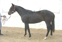 ���������� (BLACK FIGHTER) ����