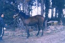 ����ȱ���Ʈ (SPECIAL GIFT) ����