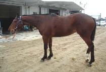 �ָӷ����� (AMARANTHINE) ����