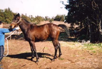 ���� ����