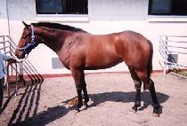 ��õ���� (BICHEONGONGJU) ����