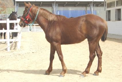 �����¾� ����