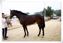 �����Ͼ� (EWINIAR) ����