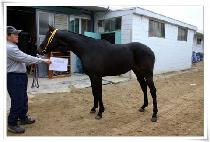 �������� (GEOMEUNNALGAE) ����