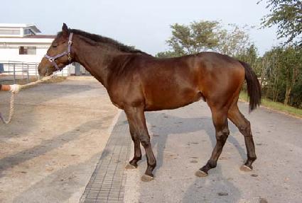 ������ ����