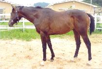 �屺��ȭ (JANGGUN SINHWA) ����