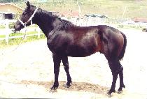 �屺�� (JANGGUNDO) ����