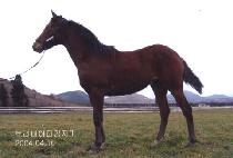 ���ŵ� (BAEGUNSINDONG) ����