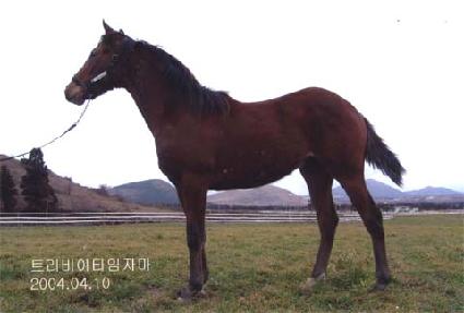 ���ŵ� ����