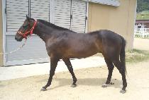 ����ø (DAESANG DAECHEOP) ����