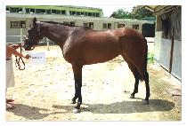 ����׼� (READY ACTION) ����