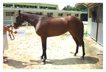 ����׼� ����