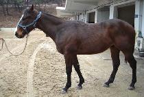 �»� (TESAN) ����