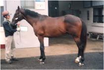 ���θ� (PRO MORI) ����