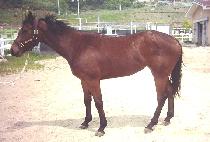 �ؿ������� (HAEOREUM JIGI) ����