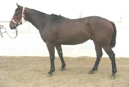 ���̾Ƹ���� ����