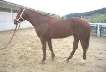 ������ (BAKCHAGO) ����