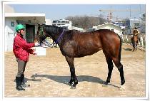 ��������� (SAUTERS APPEAL) ����