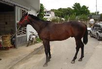 ���̽�è�� (NICE CHAMP) ����