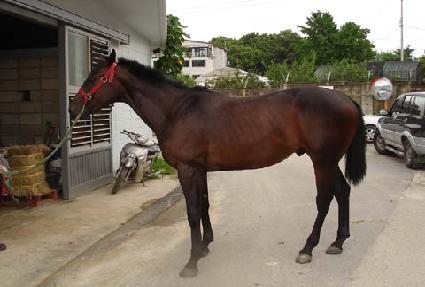 ���̽�è�� ����