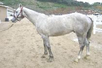 �ǹ�ŷ (SILVER KING) ����