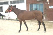 ��ȭ�����ΰ� (SINHWAUI JUINGONG) ����