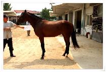 �ٹ��� (DAMULGUN) ����