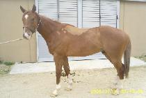 ��ǳ���� (HEUKPUNG JILJU) ����