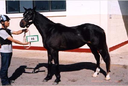 õ���Ǿ�ħ ����