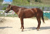 ������ (GWANU YONGMAENG) ����