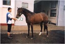 Ʈ���̺���Ʈ (TRY BEST) ����