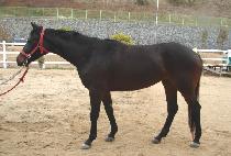 ������ (THUNDER GIRL) ����