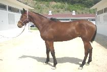 �߿����� (CHUWOL GASOK) ����