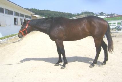 �ô񷯽� ����