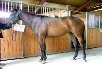 ���׷��̵� (UPGRADE) ����