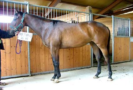 ���׷��̵� ����